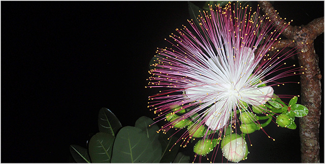 ナイトツアーで見る西表島の貴重な草花 夜咲くゴバンノアシの花