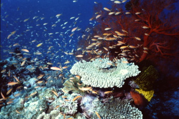 サンゴ礁の魚１