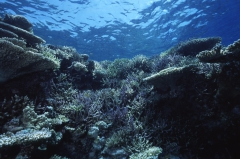 サンゴ礁7